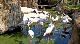 rozovo_flamingo