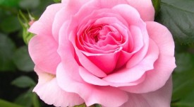pink_rose