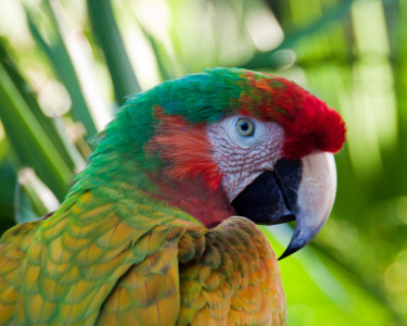 stockvault-macaw137674