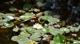 vodni lilii (3)