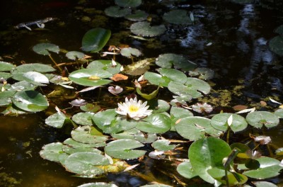 vodni lilii (3)