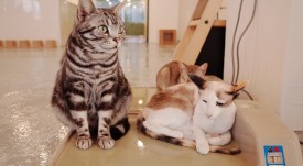 кучета - котки