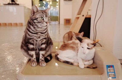 кучета - котки