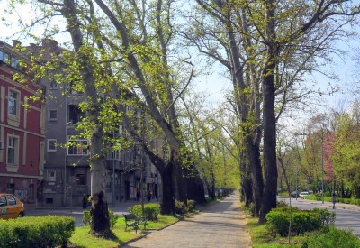chinari_ruski