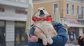 куче