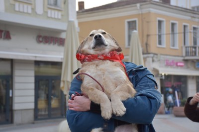 куче