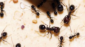 600px-Messor_barbarus_Cédric_Cheny