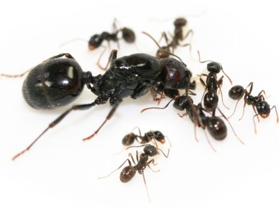 messor_barbarus