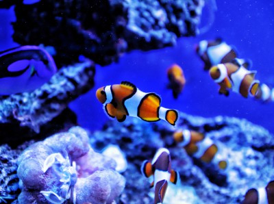 common-clownfish-3626111
