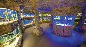 plovdiv-Regional-Museum-of-Natural-History-4