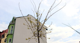 darveta_ponedelnik_pazara_3