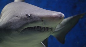 shark-animal-hazard-teeth