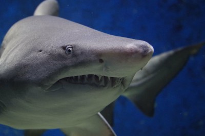 shark-animal-hazard-teeth