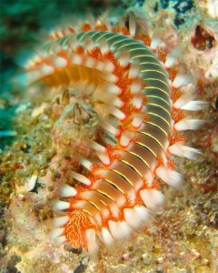 Hermodice_carunculata,_Tenerife