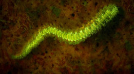 fireworm-1-350x267