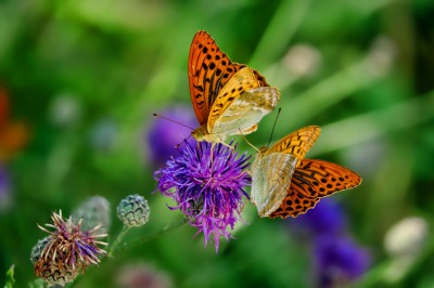 nature-3205038