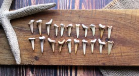 Shark teeth