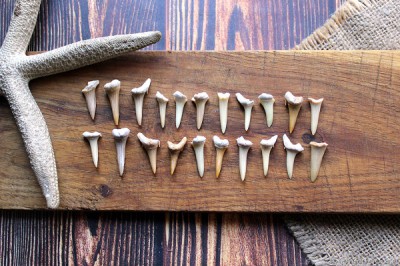 Shark teeth