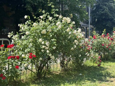 rozi_3