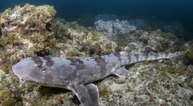 Whitespotted-Bamboo-Shark-057