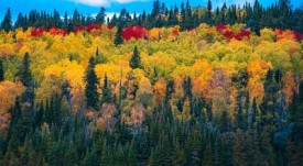 forest-5597499_1280