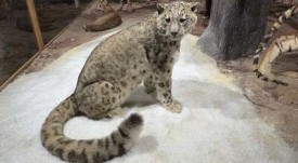 zookafe-lion-6